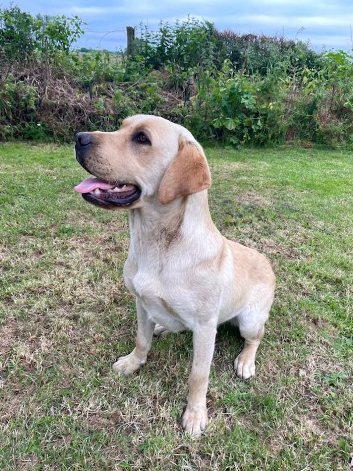 Labrador Retriever puppies for sale in Worcester, Worcestershire – 6 weeks old - Image 13 of 13