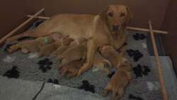 Red Labardor litter for sale in Salisbury, Wiltshire | Image 3