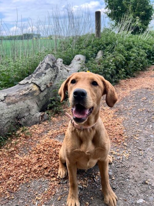 RED LABRADOR FOR SALE in Chippenham, Wiltshire
