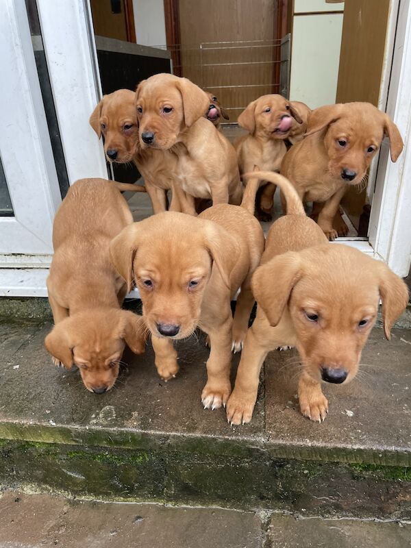 Ftch labrador puppies hotsell