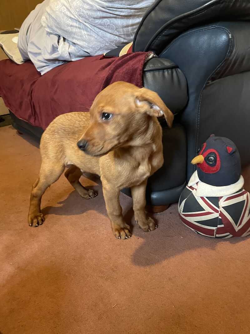 Red Labrador FTCH Working Lines Puppies For Sale in Leyburn, North Yorkshire