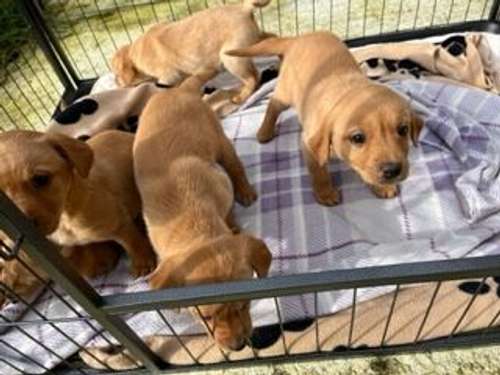 Red/Yellow Labrador Puppies for sale in Holsworthy, Devon
