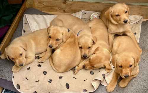 Ref Fox Labrador Puppies for sale in Devon