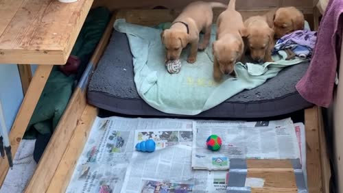 Ref Fox Labrador Puppies