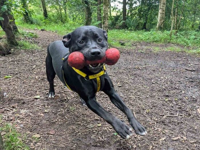 Labrador Retriever for adoption in West Calder, West Lothian – 11 months old