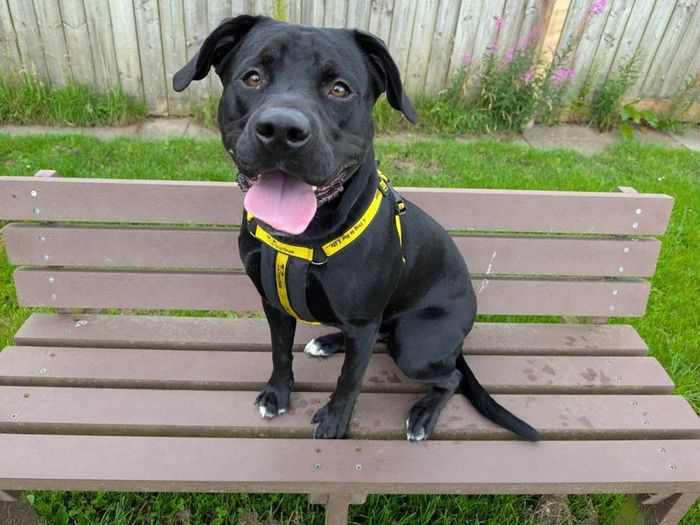 Labrador Retriever for adoption in West Calder, West Lothian – 1 year old - Image 2 of 3
