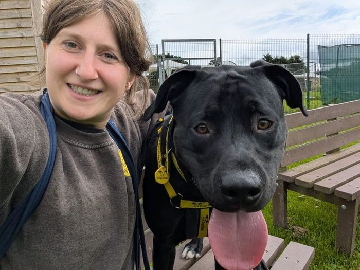 Labrador Retriever for adoption in West Calder, West Lothian – 1 year old - Image 3 of 3