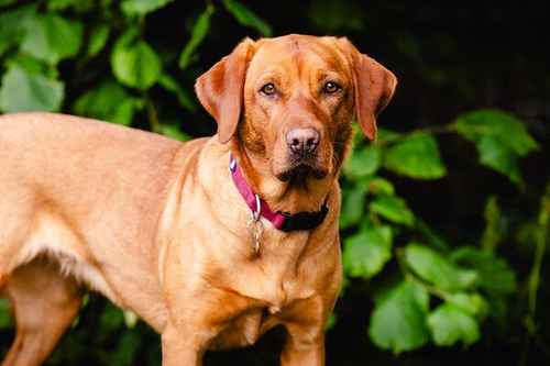 Register now for Ruby and Ted KC Reg Fox Red Lab pups for sale in Letchworth Garden City, Hertfordshire