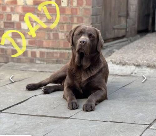 Reserve your KC registered puppy now! for sale in Hertfordshire - Image 2
