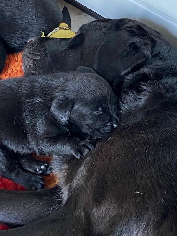 Rkc registered show type puppies from 5* registered breeder 