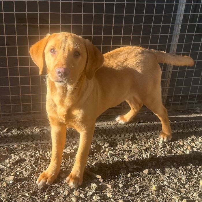 Labrador Retriever puppies for sale in Market Rasen, Lincolnshire – KC registered, 6 months old - Image 11 of 15