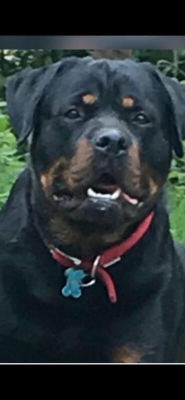 Rottweiler seller near me sales