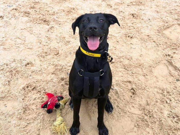 Labrador Retriever for adoption in Uxbridge, London – 2 years old - Image 1 of 2