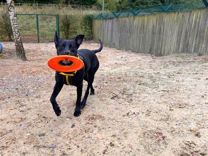 Labrador Retriever for adoption in Uxbridge, London – 2 years old - Image 2 of 2