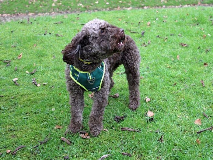 Labrador Retriever for adoption in Liverpool, Merseyside – 2 years old - Image 2 of 3