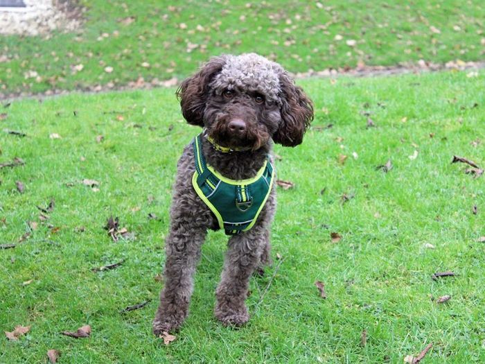 Labrador Retriever for adoption in Liverpool, Merseyside – 2 years old - Image 3 of 3
