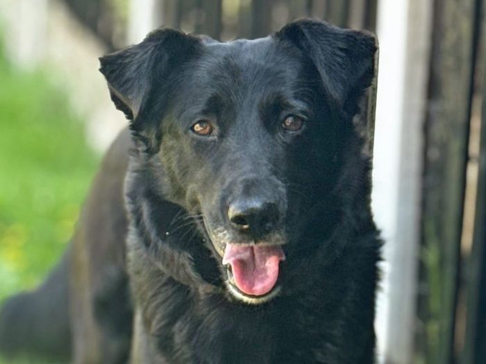 Labrador Retriever for adoption in Liverpool, Merseyside – 4 years old