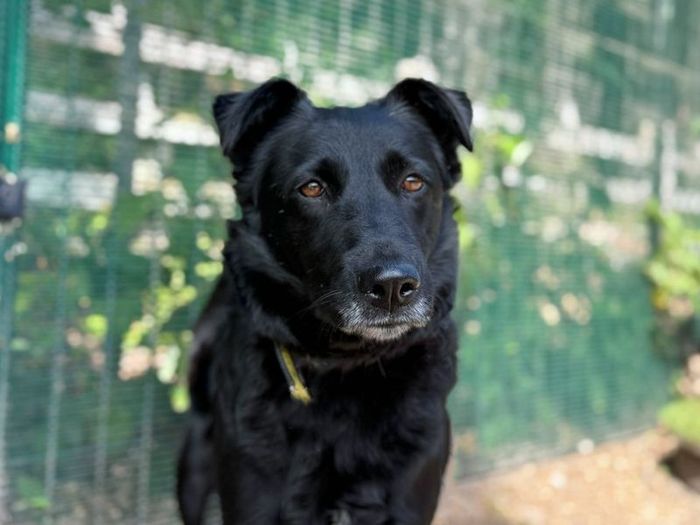Labrador Retriever for adoption in Liverpool, Merseyside – 4 years old - Image 2 of 3