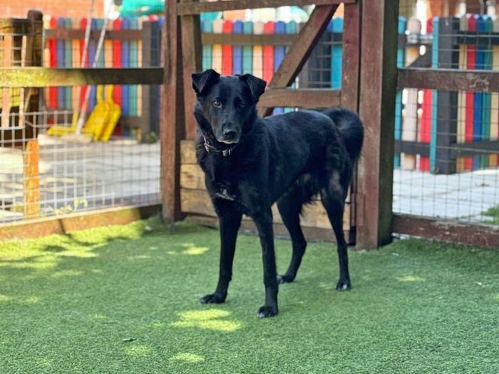 Labrador Retriever for adoption in Liverpool, Merseyside – 4 years old - Image 3 of 3