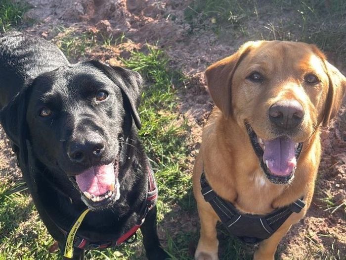 Labrador Retriever for adoption in Telford, Shropshire – 5 years old