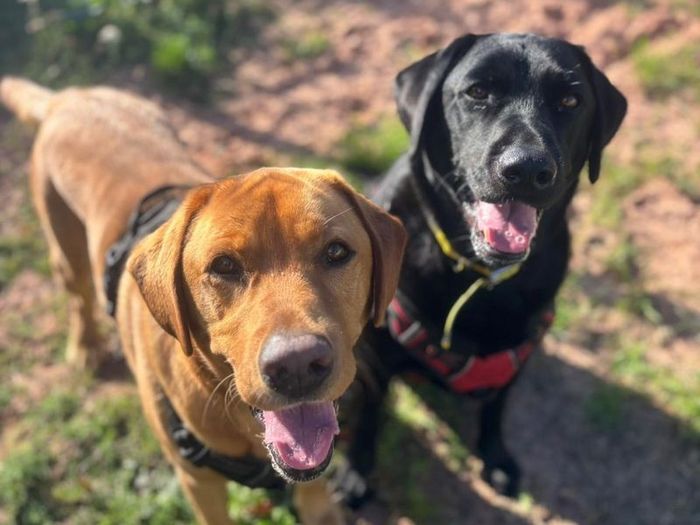 Labrador Retriever for adoption in Telford, Shropshire – 6 years old - Image 2 of 3
