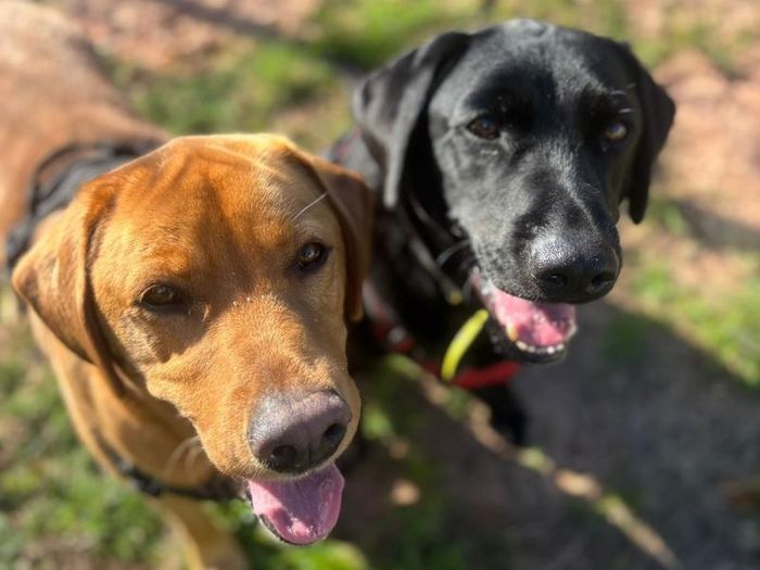 Labrador Retriever for adoption in Telford, Shropshire – 6 years old - Image 3 of 3