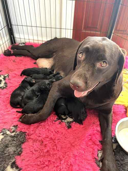 Sheprador puppies (germansheperd x Labrador) for sale in Halifax, West Yorkshire