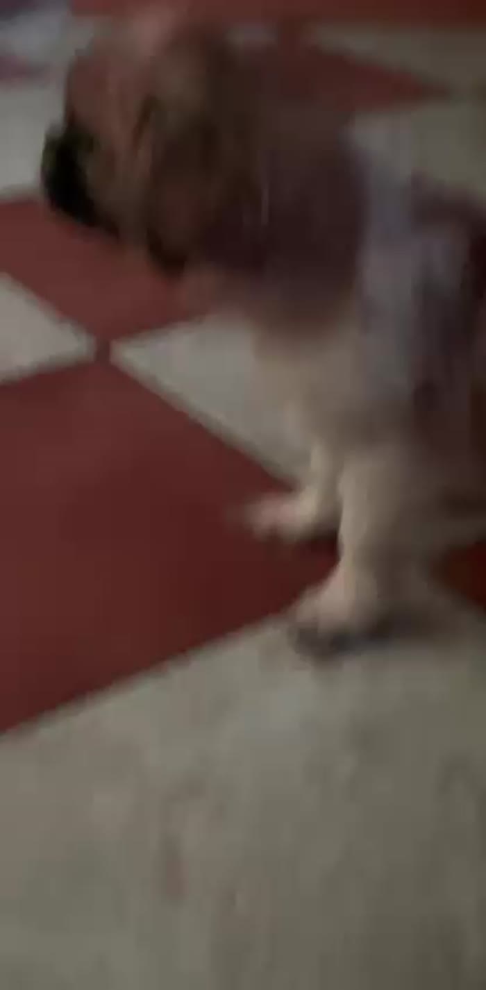 Shih Tzu puppies for sale in Enfield, Greater London – 6 months old