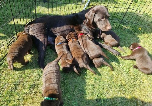 Show bred chocolate puppies, KC reg, top drawer pedigree for sale in Dumfries