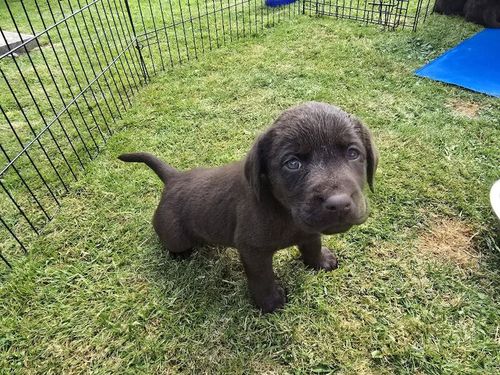 Show bred chocolate puppies, KC reg, top drawer pedigree for sale in Dumfries