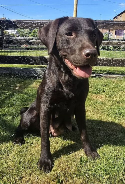 Show bred chocolate puppies, KC reg, top drawer pedigree for sale in Dumfries