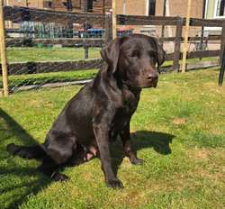 Show bred chocolate puppies, KC reg, top drawer pedigree for sale in Dumfries | Image 2