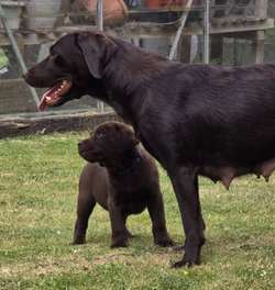 Show bred chocolate puppies, KC reg, top drawer pedigree for sale in Dumfries | Image 3