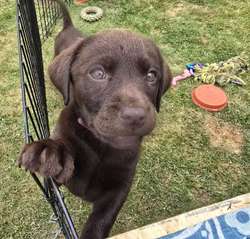 Show bred chocolate puppies, KC reg, top drawer pedigree for sale in Dumfries | Image 4