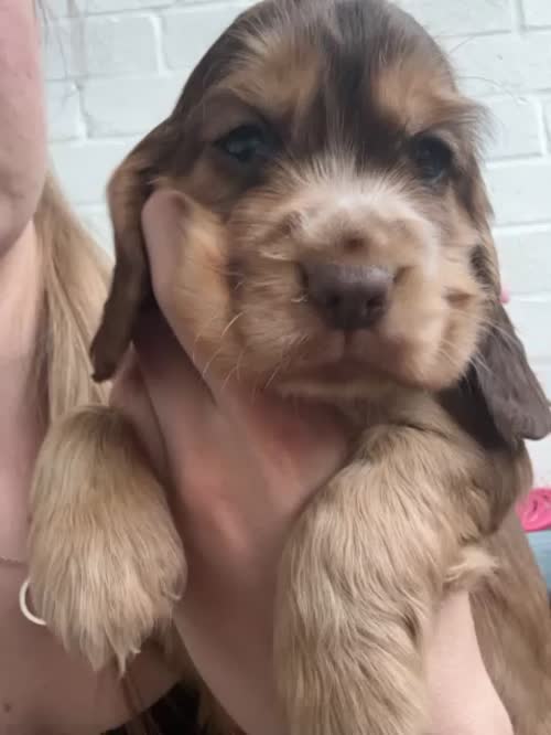 show cocker spaniels for sale in Cheshire