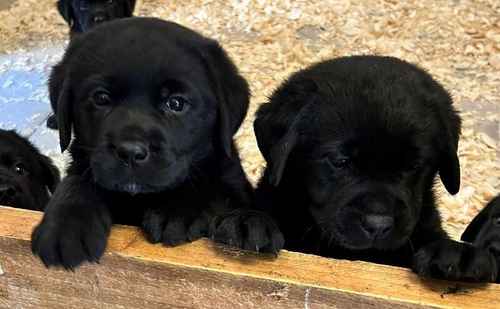 Show Labrador Dog Pup For Sale in Keady, Armagh