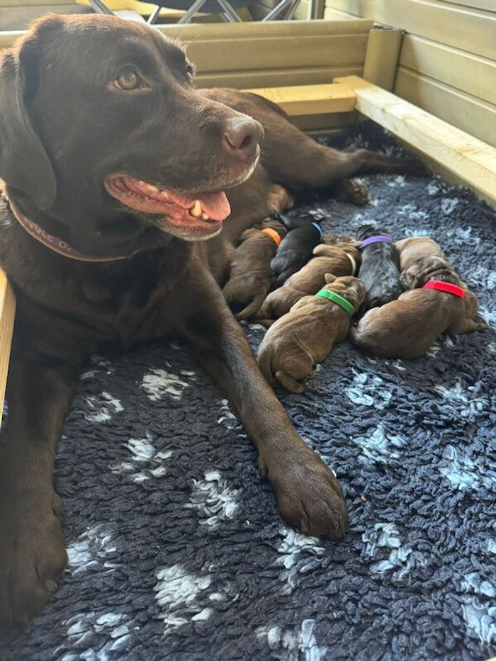 Labrador Retriever puppies for sale in Telford, Shropshire – KC registered, 12 minutes old