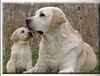 Labrador Retriever Puppies For Sale Under £1,000
