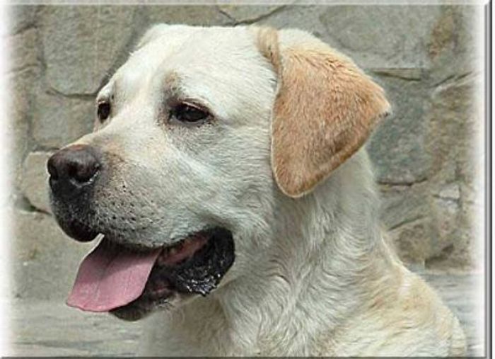 Labrador Retriever puppies for sale in County Armagh – KC registered, 11 weeks old - Image 2 of 9