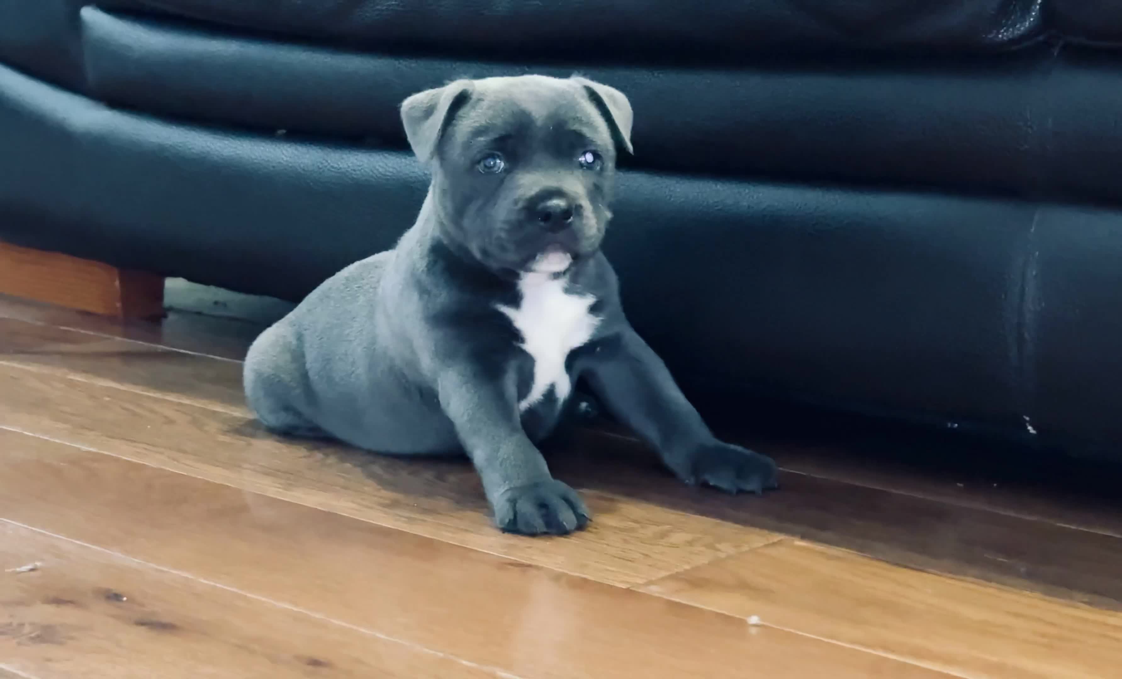 Kennel club puppies available online