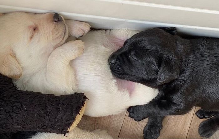 Labrador Retriever puppies for sale in Northumberland – KC registered, 25 minutes old