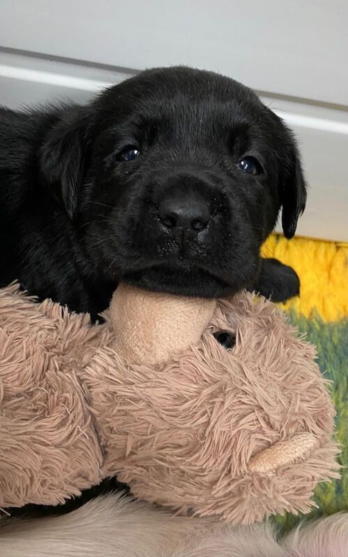 Labrador Retriever puppies for sale in Northumberland – KC registered, 4 weeks old - Image 2 of 6