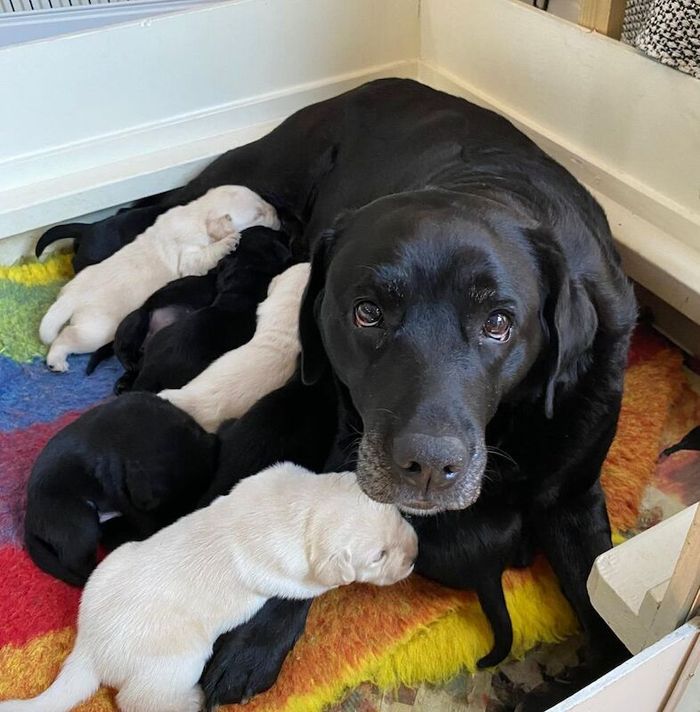 Labrador Retriever puppies for sale in Northumberland – KC registered, 4 weeks old - Image 3 of 6