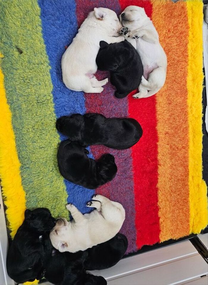 Labrador Retriever puppies for sale in Northumberland – KC registered, 4 weeks old - Image 5 of 6