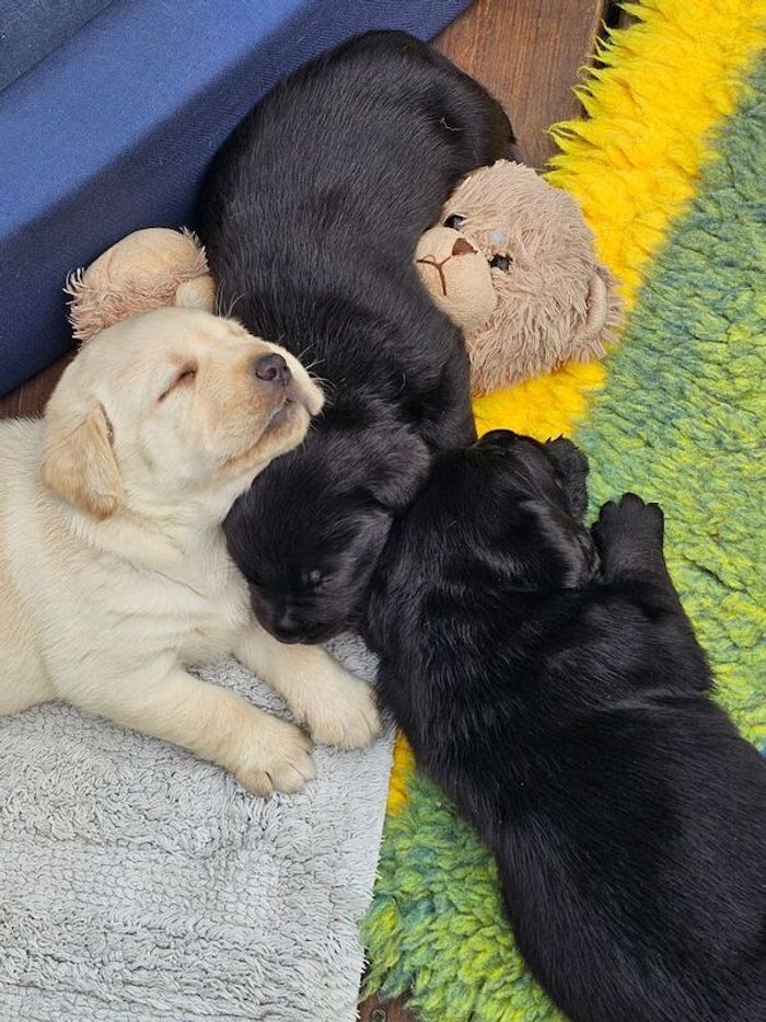 Labrador Retriever puppies for sale in Northumberland – KC registered, 4 weeks old - Image 6 of 6
