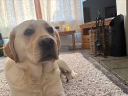 Show type Labrador puppies for sale in Fakenham, Norfolk | Image 2