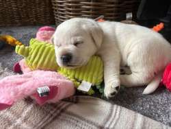 Show type Labrador puppies for sale in Fakenham, Norfolk | Image 3