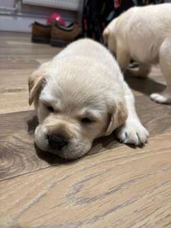 Show type Labrador puppies for sale in Fakenham, Norfolk | Image 4