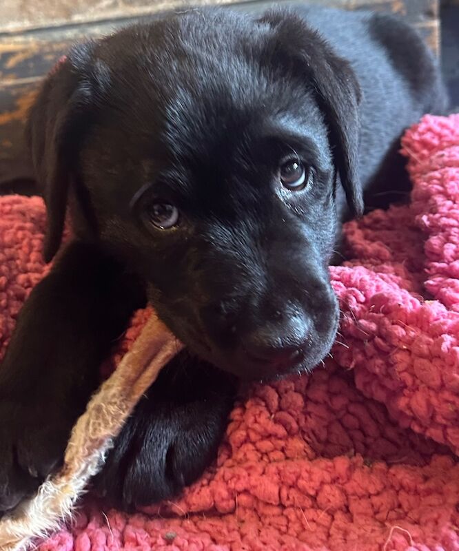 Show type puppies