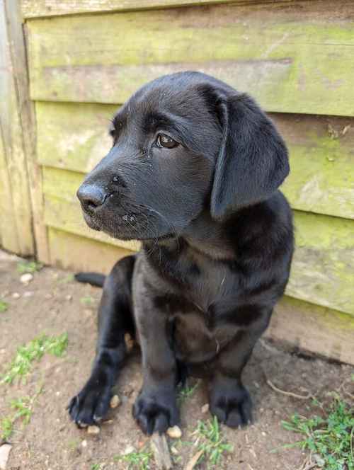Showline home reared kC registered Labrador puppies ready now for sale in Ipswich, Suffolk